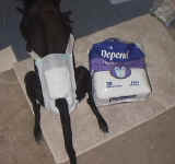 Kdepends1.jpg (48540 bytes)