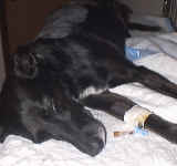 Khosp.jpg (46933 bytes)