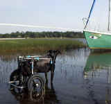 kfish1.jpg (134998 bytes)