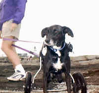 krock8.jpg (147721 bytes)